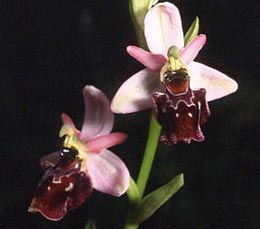 SFO de Poitou-Charentes et Vendée. Hybrides des Orchidées indigènes de Poitou-Charentes et Vendée. Hybride : Ophrys aranifera x Ophrys scolopax.