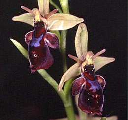 SFO de Poitou-Charentes et Vendée. Hybrides des Orchidées indigènes de Poitou-Charentes et Vendée. Hybride : Ophrys insectifera x Ophrys scolopax