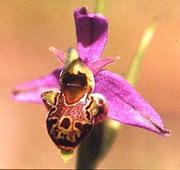 SFO de Poitou-Charentes et Vendée. Hybrides des Orchidées indigènes de Poitou-Charentes et Vendée. Hybride : Ophrys scolopax x Ophrys apifera