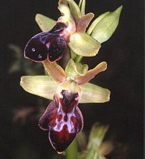 SFO de Poitou-Charentes et Vendée. Hybrides des Orchidées indigènes de Poitou-Charentes et Vendée. Hybride : Ophrys passionis x Ophrys sulcata