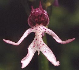 SFO de Poitou-Charentes et Vendée. Hybrides des Orchidées indigènes de Poitou-Charentes et Vendée. Hybride : Orchis purpurea x Orchis simia