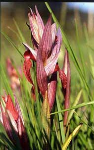 Orchidées de Poitou-Charentes et Vendée. SFO de Poitou-Charentes et Vendée. Serapias vomeracea : Orchidée indigène rare est une espèce plutôt méditerranéenne. La forme en soc de charrue de son labelle lui vaut son nom.