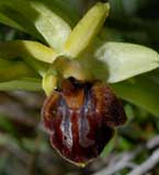 Calendrier photos Orchidées SFO Poitou-Charentes et Vendée ophrys aranifera 