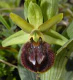 Calendrier photos Orchidées SFO Poitou-Charentes et Vendée Ophrys aranifera 