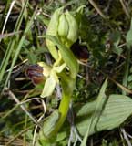 Calendrier photos Orchidées SFO Poitou-Charentes et Vendée Ophrys aranifera 