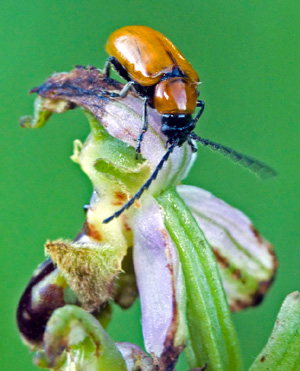 Exosoma lusitanicum Insecte coléoptère chrysomélidé Pollinisateur potentiel d'Ophrys apifera Pollinisateurs d'Orchidées SFO PCV
