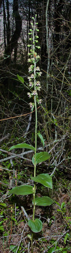 Epipactis helleorine fleur orchidées indiènes photographies SFO PCV