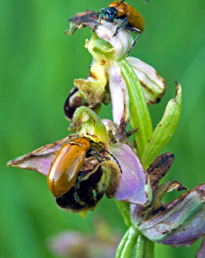 Exosoma lusitanicum Insecte coléoptère chrysomélidé Pollinisateur potentiel d'Ophrys apifera en position de pseudocopulation Pollinisateurs d'Orchidées SFO PCV