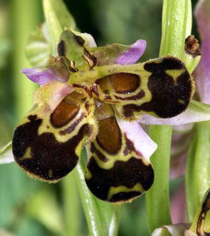 SFO Poitou-Charentes et Vendée. Orchidées indigènes. Lusus. Détriplement du labelle chez Ophrys apifera.