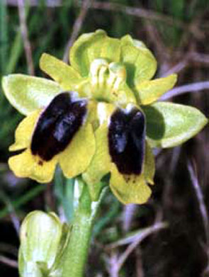 Ophrys lutea Lusus Société Française d'Orchidophilie de Poitou-Charentes et Vendée