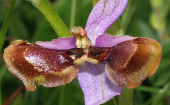 SFO Poitou-Charentes et Vendée. Orchidées indigènes. Lusus. Labellisation partille des pétales chez Ophrys aveyronensis.