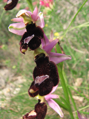 Ophrys saratoi Ophrys de Sarato orchidées des Alpes maritimes Chateauneuf de Grasse SFO PCV