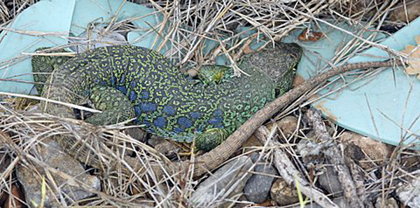 Le lézard ocellé Lacerta lepida Reptile lacertilien Photos nature SFOPCV