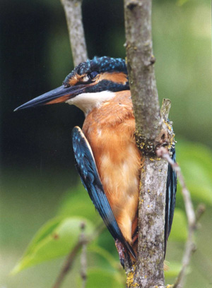 Le Martin-pêcheur Alcedo atthis oiseaux photos naturalistes et biodiversité SFO PCV