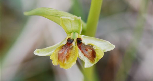 Lusus Dédoublement du labelle chez ophrys araneola Orchidées indigènes SFO PCV
