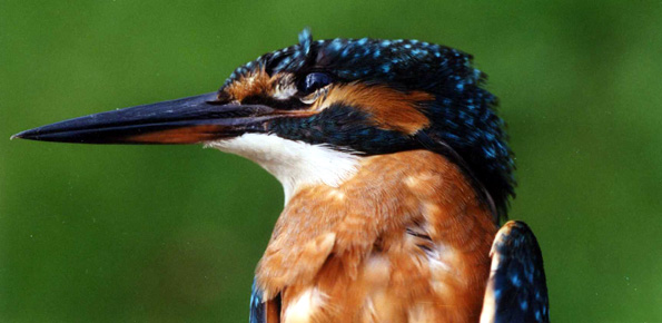Le Martin-pêcheur Alcedo atthis oiseaux photos naturalistes et biodiversité SFOPCV