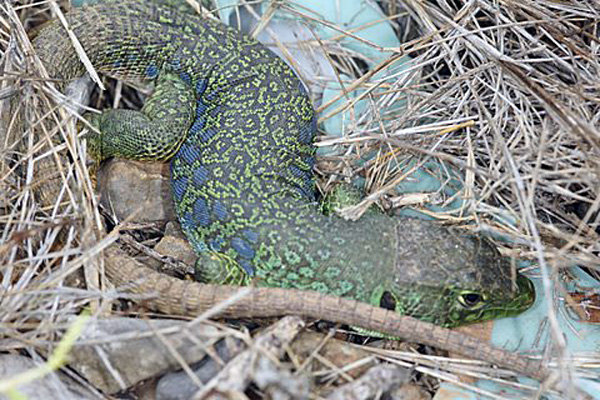 Le lézard ocellé Lacerta lepida Reptile lacertilien Photos nature SFOPCV