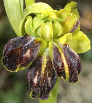 SFO Poitou-Charentes et Vendée. Orchidées indigènes. Lusus. Détriplement du labelle chez Ophrys sulcata.