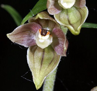 Lusus Epipactis helleborine. Fleurs sans labelle. Orchidées indigènes SFOPCV