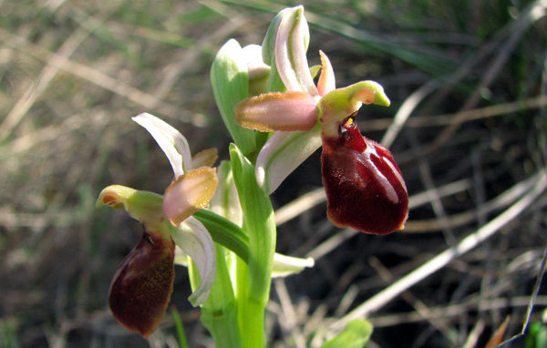 Ophrys marzuola variations sépales blancs Orchidées indigènes SFOPCV