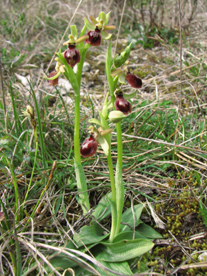 Ophrys marzuola variations pieds issus d'un clone Orchidées indigènes SFOPCV