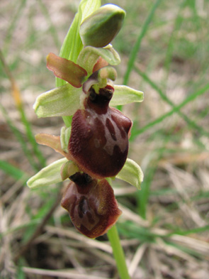 Ophrys marzuola variations sépales verts macule avec pont distal Orchidées indigènes SFOPCV