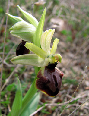 Ophrys marzuola variations sépales vert clair Orchidées indigènes SFOPCV