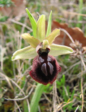 Ophrys marzuola variations sépales verts Orchidées indigènes SFOPCV