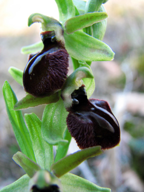 Ophrys marzuola ou Ophrys passionis ? les pétales ne sont pas typiques. Variations SFOPCV