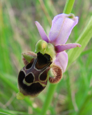 Ophrys vetula Ophrys vieux Orchidées indigènes des Alpes maritimes SFO PCV