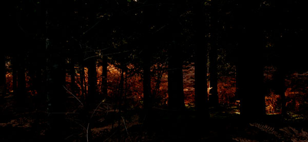 La nuit tombe sur la Forêt de Mareuil. 