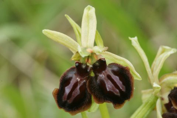 Orchidées indigènes lusus dédoublement du labelle chez ophrys passionis SFO PCV