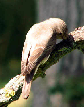 Gobemouche gris Muscicapa striata Oiseaux Photos Nature SFO PCV