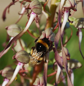 Bourdon Bombus sp butinant Himantoglossum hircinum Pollinisateurs d'Orchidées Photos SFO PCV Eric Van Kalmthout