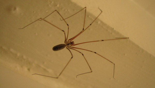 Arachnides une araignée de mainson Pholcus phalangioides Photographies nature et biodiversité SFO PCV Jean-Pierre Ring