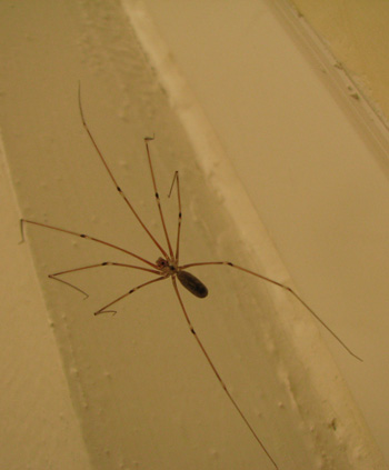 Arachnides une araignée de mainson Pholcus phalangioides Photographies nature et biodiversité SFO PCV Jean-Pierre Ring
