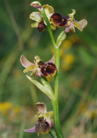 Hybrides des Orchidées de Poitou-Charentes Ophrys santonica x Ophrys argensonensis. Photographie SFO PCV Eric Van Kalmthout.