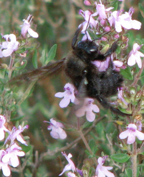 INSECTES HYMENOPTERES - Le Xylocope violet ou abeille charpentière Xylocopa violacea Photos Nature et biodiversité SFO PCV Jean-Pierre Ring.