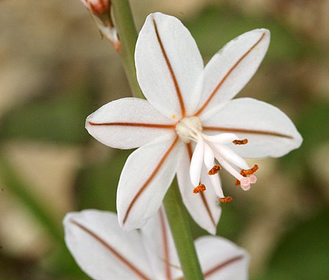asphodele fistuleux asphodelus fistulosus fleur isolée liliacée plantes à fleurs et biodiversité sfopcv