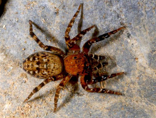 Arachnides - Les Araignées sauteuses - Cyrba algerina. SFO PCV Société Française d'Orchidophilie de Poitou-Charentes et Vendée.