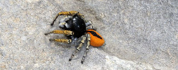 Arachnides - Les Araignées sauteuses - Philaeus chrysops SFO PCV Société Française d'Orchidophilie de Poitou-Charentes et Vendée. 