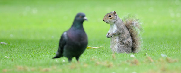 MAMMIFERES - L'écureuil gris (Sciurus carolinensis) Faceà face avec un pigeon. Photos nature. SFO PCV Société Française d'Orchidophilie de Poitou-Charentes et Vendée. 