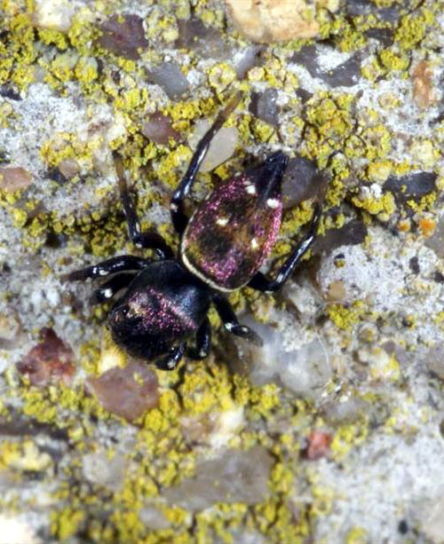 Arachnides - Les Araignées sauteuses - Heliophanus kochii. SFO PCV Société Française d'Orchidophilie de Poitou-Charentes et Vendée.