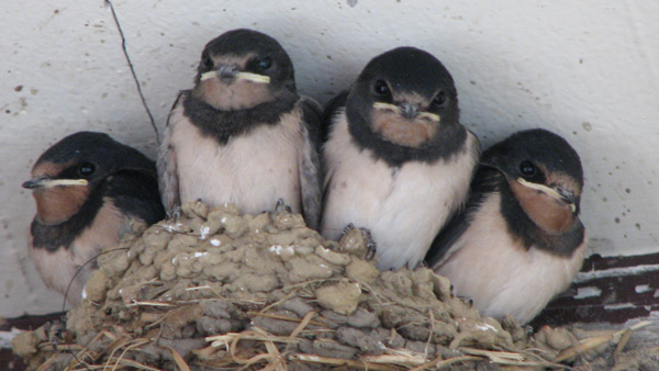 Oiseaux hirondelle de cheminée les petits au nid Photos Nature et biodiversité SFO PCV Ring jean-Pierre