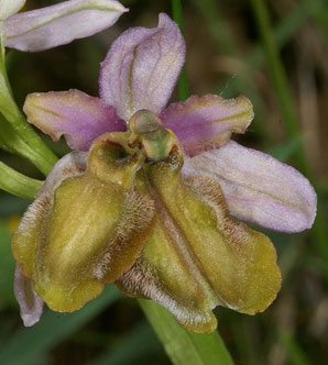 SFO Poitou-Charentes et Vendée. Lusus. Dédoublement du labelle chez Ophrys aveyronensis.