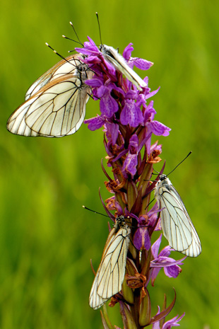 Papillons Aporia crataegi ou Gazé agglutinés sur une Orchidée Dactylorhiza elata. Photos hybridation SFOPCV