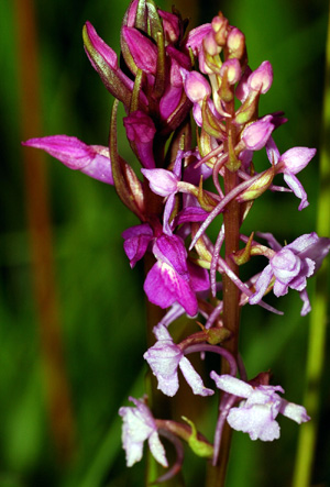 Gymnadenia conopsea et Dactylorhiza elata sont mêlés dans beaucoup de stations. Hybridation possible. Photos orchidées sfo pcv.