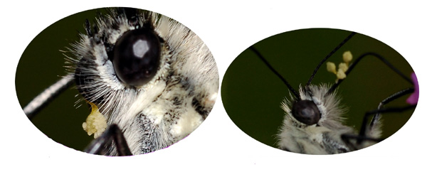 Un papillon, le gazé visite aussi bien Gymnadenia conopsea que Dactylorhiza elata. Les pollinies des deux espèces sont fixées sur la trompe. Photos orchidées. Hybridation. SFOPCV