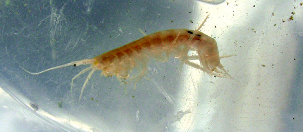 CRUSTACES Une crevette d'eau douce : le Gammare (Gammarus sp.) Photographies naturalistes et biodiversité photo SFO PCV Jean-Pierre Ring