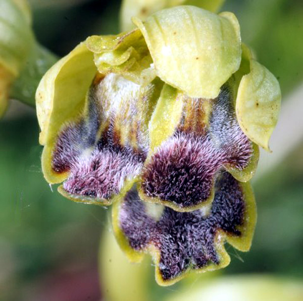 LUSUS - Détriplement du labelle chez Ophrys funerea. Lusus Photos Orchidées SFO PCV Jacques Charreau 